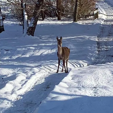 Δωμάτια σε οικογενειακή κατοικία Mezna 85 *