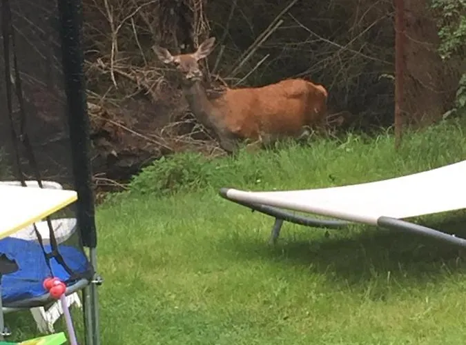 Mezna 85 民宿 赫任斯科